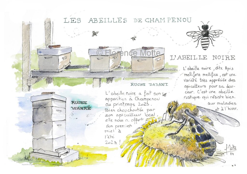 croquis les abeilles Orne