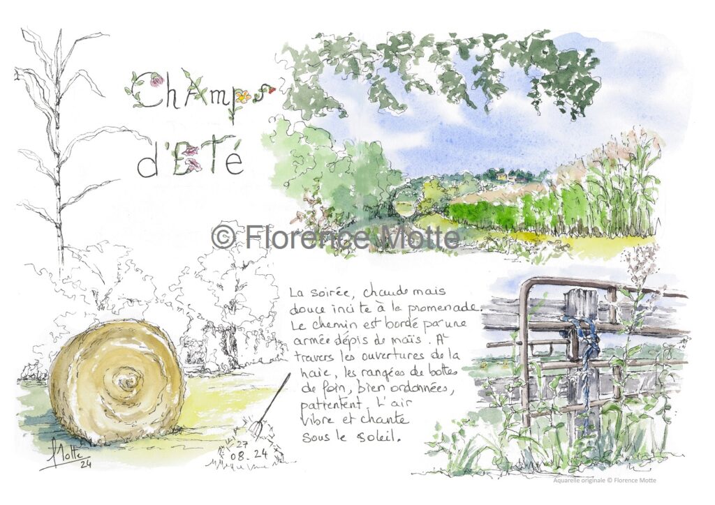 Champs d'été croquis Orne