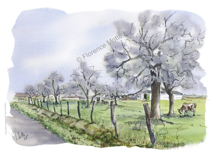 pommiers et vaches filigrane réduit